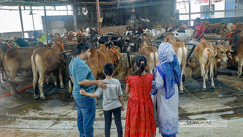 মোহাম্মদপুরের বছিলা এলাকার খামারে কোরবানির গরু দেখতে পরিবার নিয়ে যাচ্ছেন কেউ কেউ। গরু পছন্দ আর দামে মিললেই কিনে ফেলছেন ক্রেতারা