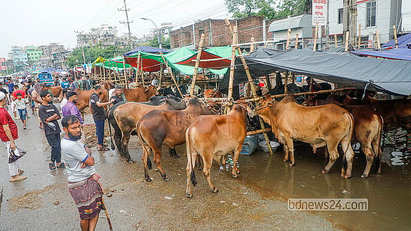 যাত্রাবাড়ীর মৃধাবাড়ী কোরবানির পশুর হাটে ক্রেতা-দর্শনার্থীর ভিড়