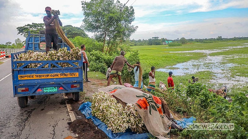 আড়িয়াল বিল থেকে শাপলা তুলে নিয়ে আনা হয়েছে শ্রীনগরের আলমপুরে। এখান থেকে এগুলো নেওয়া হবে ঢাকার পাইকারি বাজারগুলোতে