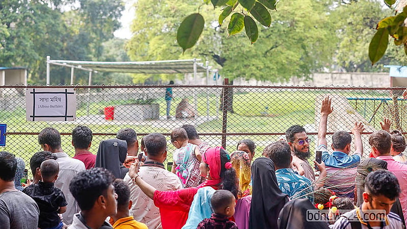 মিরপুর জাতীয় চিড়িয়াখানায় আলোচিত মহিষ ‘ডনাল্ড ট্রাম্পকে’ দেখতে দর্শনার্থীদের ভিড়।।