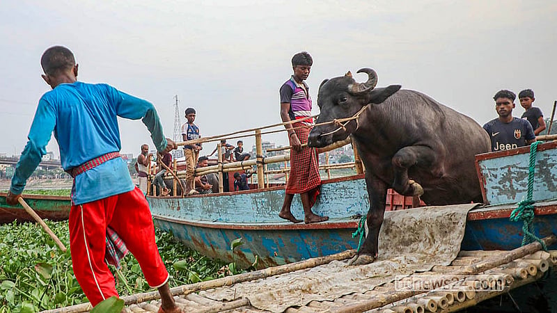ঢাকার পোস্তগোলা হাটে ট্রলার থেকে মহিষ নামাচ্ছেন এক বেপারী