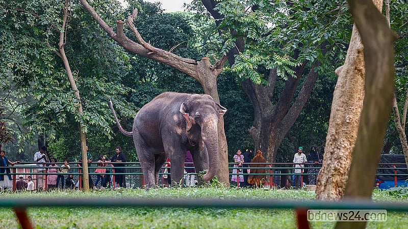 কোরবানির ঈদের ছুটিতে মিরপুর জাতীয় চিড়িয়াখানায় দর্শনার্থীদের ভিড়।
