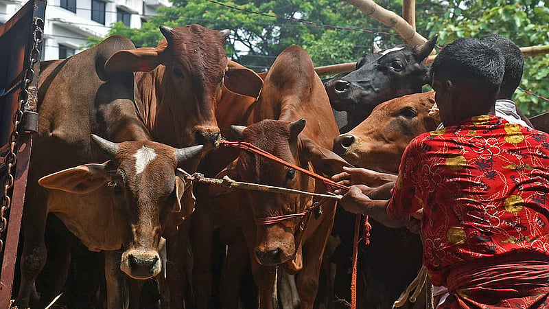 চট্টগ্রামের সাগরিকা পশুর হাটে রোববার ট্রাক থেকে গরু নামাচ্ছেন পাইকাররা