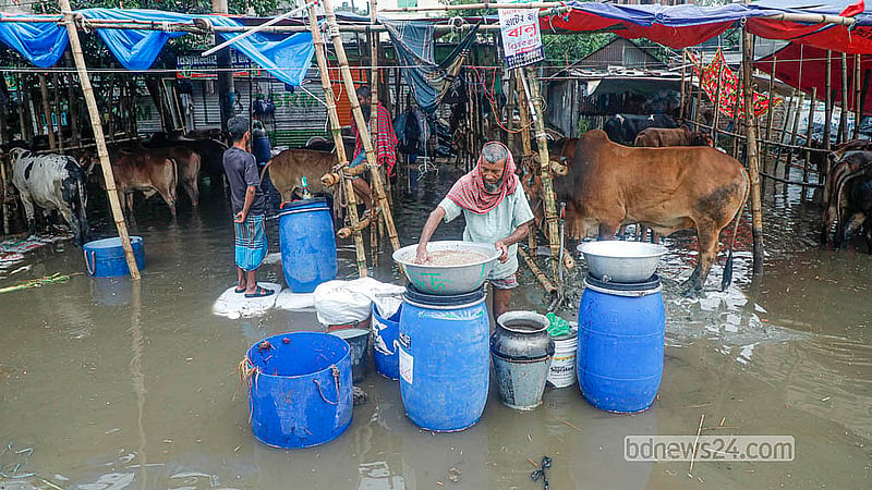 রাজধানীর যাত্রাবাড়ীর মৃধাবাড়ী কোরবানির পশুর হাট তলিয়ে আছে বৃষ্টির পানিতে