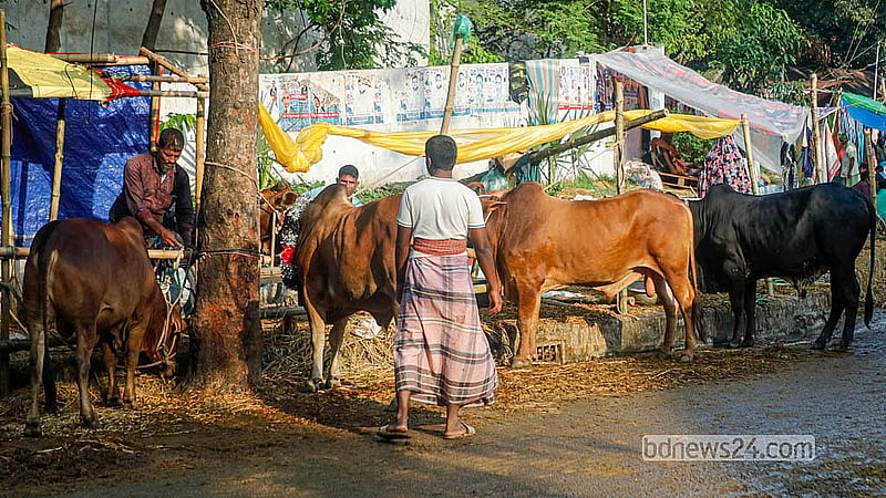 রাজধানীর তেজগাঁও অস্থায়ী কোরবানির পশুর হাটে ক্রেতার তুলনায় পশু ছিল বেশি, তাই দাম ছিল অনেকটা কম