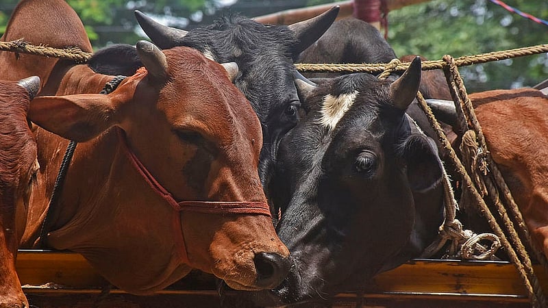 চট্টগ্রামের সাগরিকা পশুর হাটে রোববার ট্রাক থেকে নামানোর অপেক্ষায় কোরবানির পশু