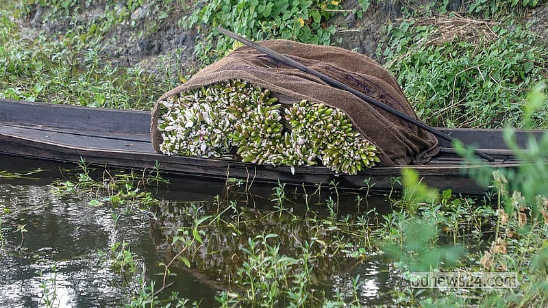 আড়িয়াল বিল থেকে দিনভর শাপলা তুলে নৌকা বোঝাই করে ফেরেন কৃষকরা