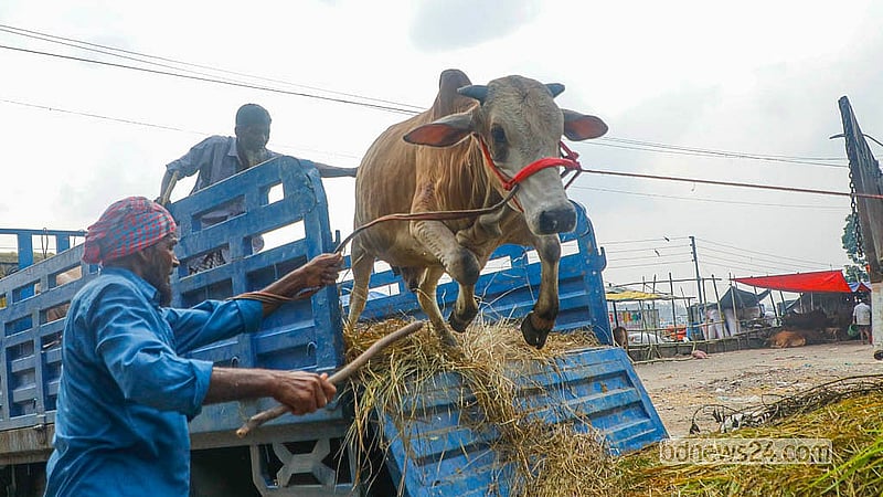 ঢাকার পোস্তগোলা শ্মশান ঘাট পশুর হাটে ট্রাক থেকে গরু নামাচ্ছেন বেপারীরা
