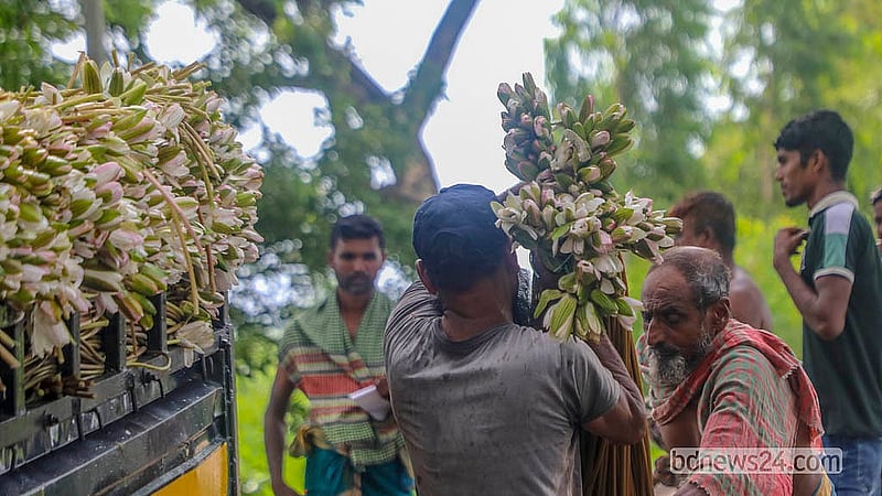 মুন্সীগঞ্জের দুই উপজেলার দুই শতাধিক পরিবারে বর্ষা মৌসুমে আয়ের প্রধান উৎস এই শাপলা ফুল