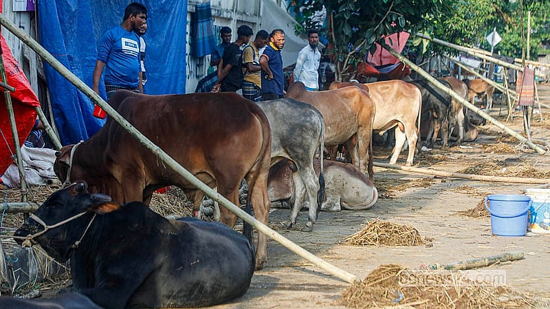 রাজধানীর তেজগাঁও হাটে এখনও গরু রয়েছে অনেক, ক্রেতা কম থাকায় ব্যাপারীরা পড়েছেন চিন্তায়