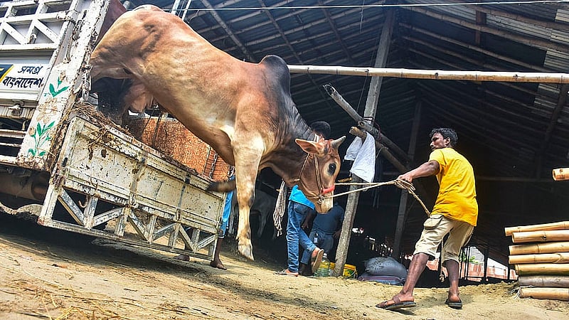 চট্টগ্রামের সাগরিকা পশুর হাটে রোববার ট্রাক থেকে গরু নামাচ্ছেন পাইকাররা
