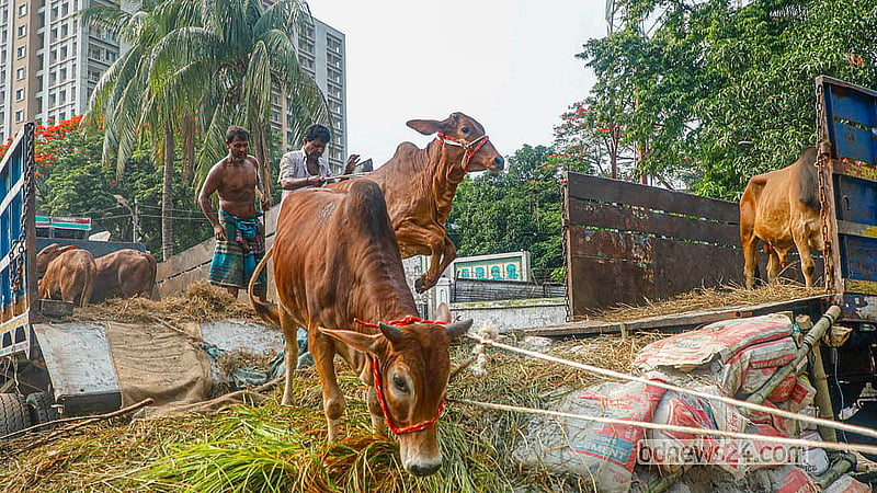 ঢাকার পোস্তগোলা শ্মশান ঘাট পশুর হাটে ট্রাক থেকে গরু নামাচ্ছেন বেপারীরা