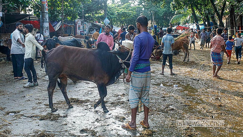 রাজধানীর তেজগাঁও অস্থায়ী কোরবানির পশুর হাটে ক্রেতার তুলনায় পশু ছিল বেশি, তাই দাম ছিল অনেকটা কম