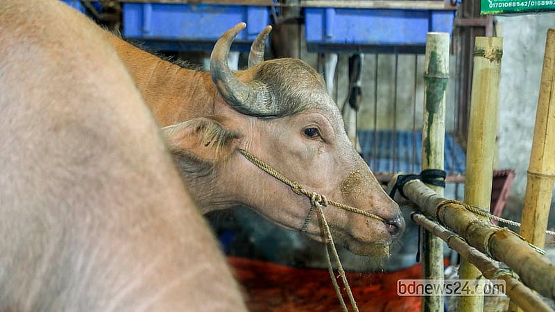 মোহাম্মদপুরের বছিলা এলাকার একটি খামারে দেখা গেল গোলাপি রঙের মহিষ। প্রতিটি দাম হাঁকা হচ্ছে ৪ লাখ করে