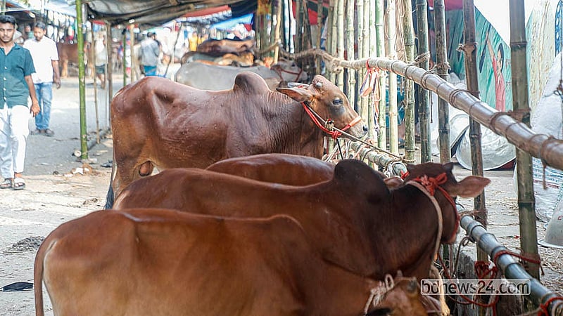 রাজধানীতে অস্থায়ী হাট শুরু হতে এখনো পাঁচ দিন বাকি। এর মধ্যে পোস্তগোলা শ্মশান  ঘাট হাটের বেড়িবাঁধের অংশ ভরে গেছে গরুতে