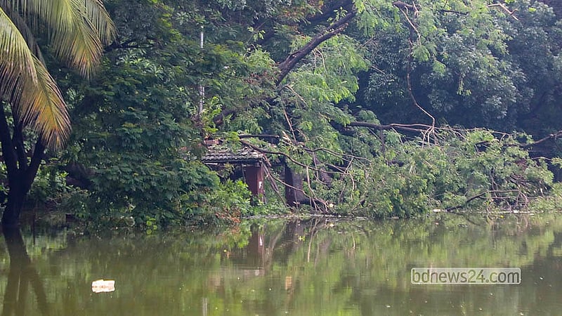 টানা বৃষ্টির মধ্যে ঢাকার ধানমন্ডি লেকের আশপাশের বেশ কয়েকটি গাছ উপড়ে পড়ে