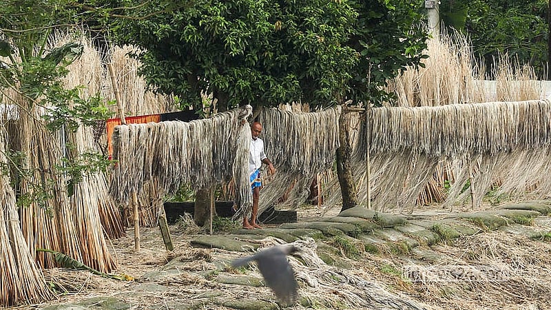 মুন্সীগঞ্জের টংগিবাড়ী উপজেলার দিঘীরপাড় বাজারে নদী তীরে পাট শুকাতে ব্যস্ত চাষিরা