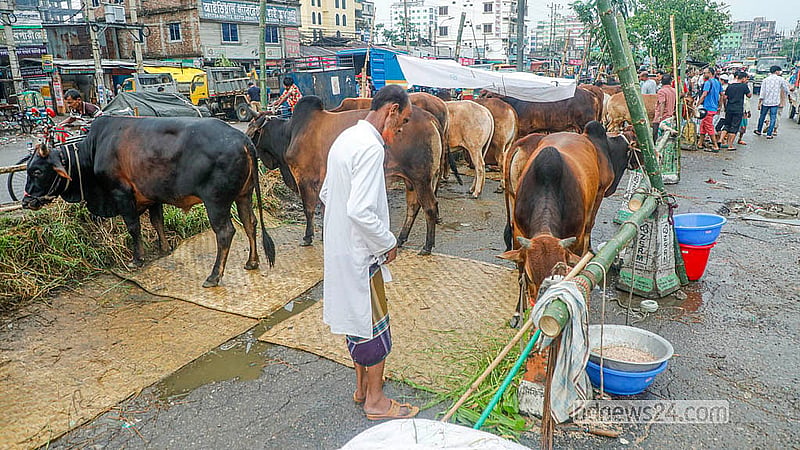 যাত্রাবাড়ীর মৃধাবাড়ী কোরবানির পশুর হাটের মূল জায়গাটি বৃষ্টিতে তলিয়ে যাওয়ায় বেপারীরা গরু বেঁধেছেন ঢাকা-সিলেট মহাসড়কের সড়ক বিভাজকে