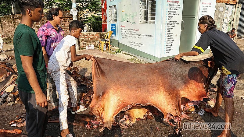 আড়তদাররা আকার অনুযায়ী একেকটি গড়ুর চামড়া কিনছেন ৪০০ টাকা থেকে ৮০০ টাকায়