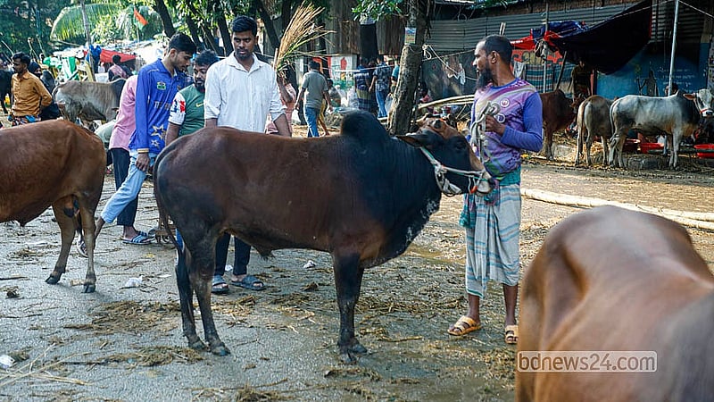 রাজধানীর তেজগাঁও অস্থায়ী কোরবানির পশুর হাটে গরু দেখছেন ক্রেতারা