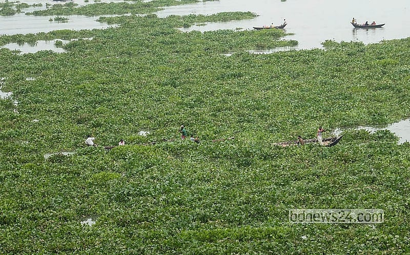 বুড়িগঙ্গার পানি এখন পরিষ্কার। নদীতে কচুরিপানা বেড়ে যাওয়ায় ছোট ছোট নৌযান চলাচলে সমস্যা হচ্ছে