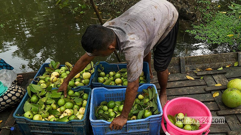 ঝালকাঠির ভিমরুলিতে বাগান থেকে পেয়ারা সংগ্রহ করে বাজারে পাঠানোর জন্য বাছাই করা হচ্ছে