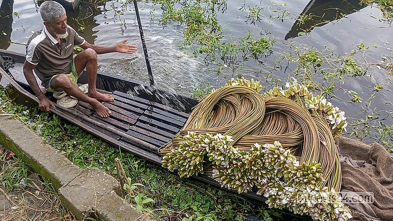 বর্ষা মৌসুমে একজন কৃষক সারা দিন বিলে কাজ করলে ১৫০ থেকে ২০০ আঁটি শাপলা সংগ্রহ করতে পারেন