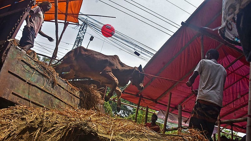 চট্টগ্রামের সাগরিকা পশুর হাটে রোববার ট্রাক থেকে গরু নামাচ্ছেন পাইকাররা