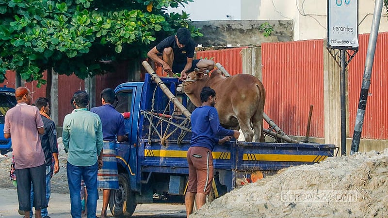 রাজধানীর তেজগাঁও হাট থেকে গরু কিনে পিকআপে তোলা হচ্ছে