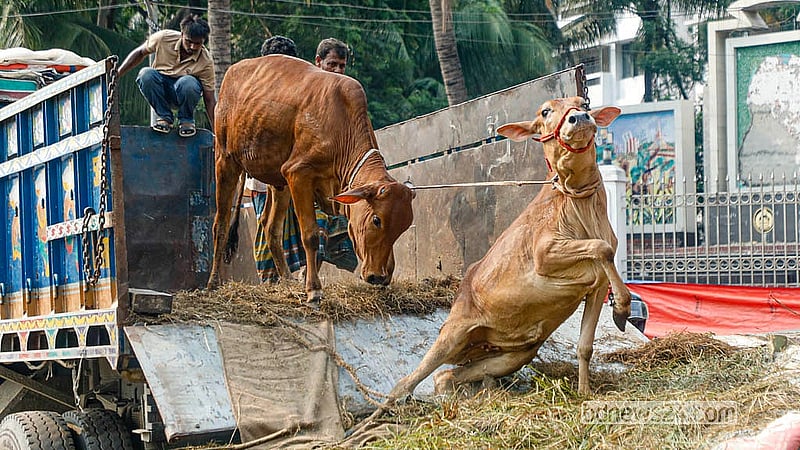 রাজধানীর পোস্তগোলা শ্মশান ঘাট পশুর হাটে ট্রাক থেকে নামানোর সময় পড়ে যাচ্ছে অনেক গরু