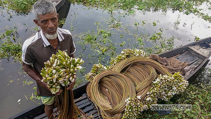মুন্সীগঞ্জের আড়িয়াল বিলের শাপলা আঁটি বিক্রি হয় চার থেকে ছয় টাকায়। একেকটি আঁটিতে থাকে দশটি ডাঁটা