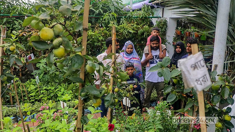 ঢাকার আগারগাঁওয়ে মাসব্যাপী জাতীয় বৃক্ষমেলায় ফলের চারা দেখছেন ক্রেতা-দর্শনার্থীরা