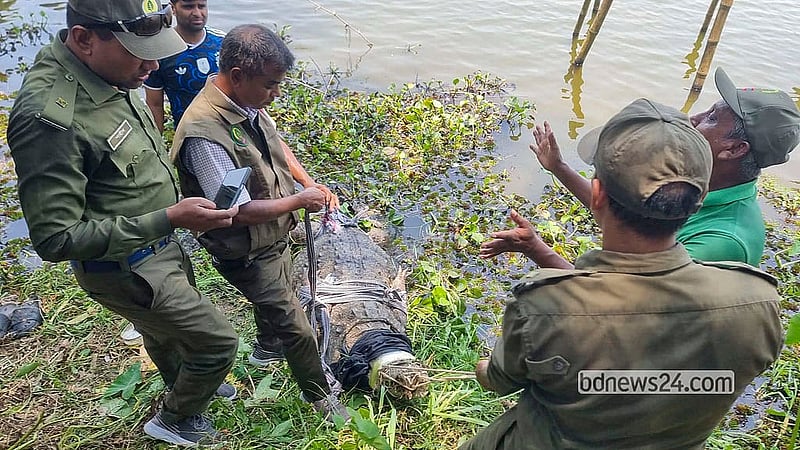 বাগেরহাটের খানজাহান আলী (রহ.) মাজারের দিঘি থেকে বুধবার দুপুরে কুমির তুলে আনেন বন বিভাগের উদ্ধারকর্মীর