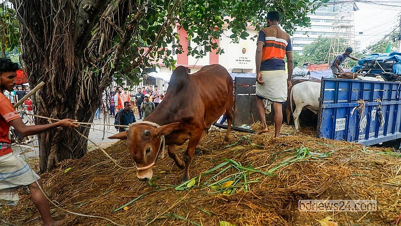 রাজধানীর তেজগাঁও হাটে বিভিন্ন জেলা থেকে কোরবানির পশু নিয়ে এসেছেন বেপারীরা