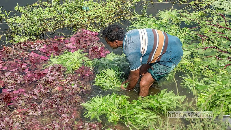 যাত্রাবাড়ীর আড়ত থেকে শাক কিনে ডেমরার ধার্মিকপাড়ায় সড়কের পাশে নিচু জমিতে জমে থাকা পানিতে ধুচ্ছেন ভ্রাম্যমাণ এক বিক্রেতা