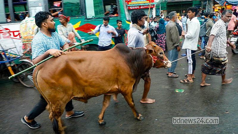 রাত পোহালেই কোরবানির ঈদ। হাট থেকে গরু কিনে ফিরছেন একজন। দাম নাগালের মধ্যে থাকায় স্বস্তির কথা বলছেন ক্রেতাদের অনেকেই। রাজধানীর দোলাইপাড় এলাকা থেকে তোলা