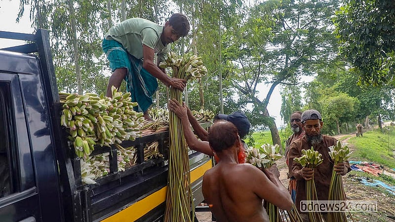 মুন্সীগঞ্জ থেকে আনার পর ঢাকার পাইকারি বাজারগুলো এক আঁটি শাপলা বিক্রি হয় ৮ থেকে ১০ টাকায়