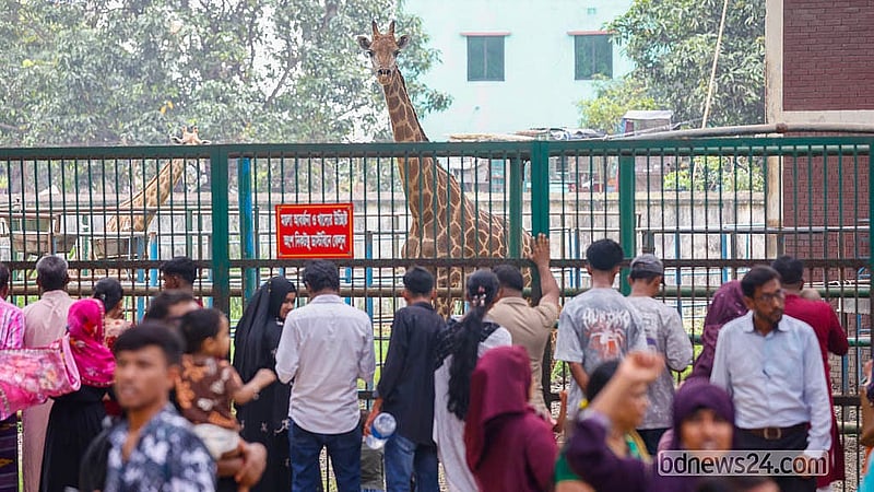 ঈদের ছুটিতে মিরপুর জাতীয় চিড়িয়াখানায় জিরাফ দেখছেন দর্শনার্থীরা।