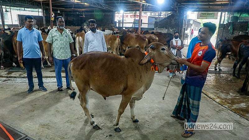 মোহাম্মদপুরের বছিলা এলাকার বেশ কিছু খামারে কোরবানির পশু বিক্রি চলছে পুরোদমে