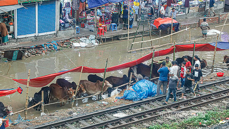 রাজধানীর শাহজাহানপুরের কোরবানির পশুর অস্থায়ী হাটে জলজট তৈরি হয়েছে