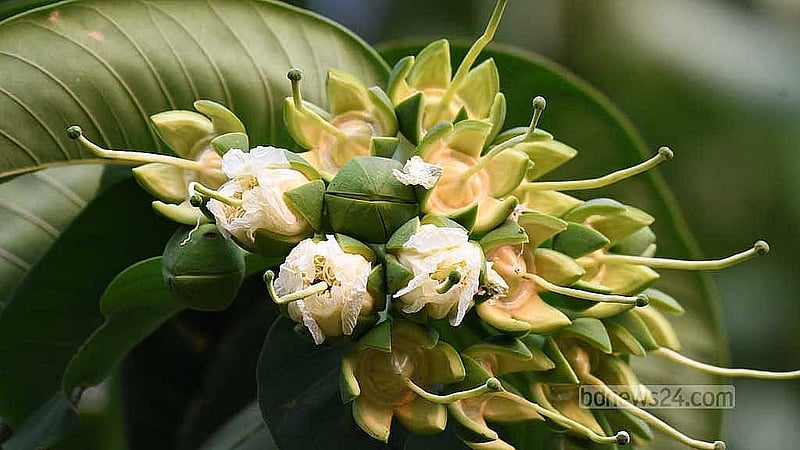 পার্বত্য চট্টগ্রামের চিরসবুজ বনে দুর্লভ বান্দরহোলা ফুল এখনও প্রকৃতির শোভা বাড়ায়।