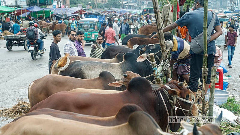 যাত্রাবাড়ীর মৃধাবাড়ী কোরবানির পশুর হাটে ক্রেতা-দর্শনার্থীর ভিড়