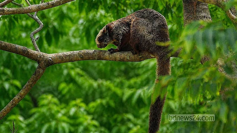 লাল উড়ন্ত কাঠবিড়ালী। আবাসস্থল ধ্বংস হওয়া এবং বড় বড় গাছ কেটে ফেলার কারণে আমাদের বনাঞ্চলে এই সুন্দর স্তন্যপায়ী প্রাণীটি বর্তমানে বেশ বিপন্ন হয়ে পড়েছে।