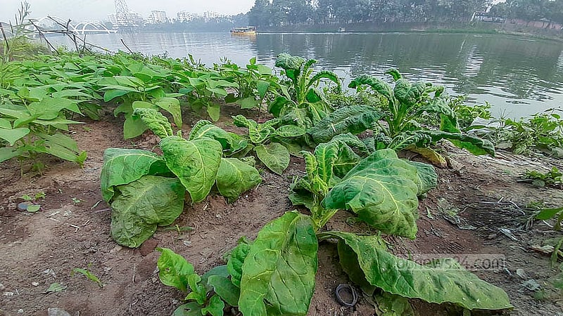 হাতিরঝিল লেকপাড়ে বিভিন্ন সবজির সঙ্গে তামাকপাতাও লাগানো হয়েছে