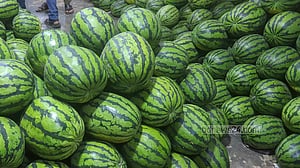 ফাল্গুনেই বাজারে গ্রীষ্মের তরমুজ