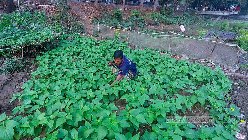 হাতিরঝিল লেকপাড়ে চাষ করা হয়েছে উচ্চফলনশীল ফ্রেঞ্চ বিন বা ফরাস শিম। প্রতিটি গাছের ছড়ায় ২৫-৩০টি লম্বাটে আকারের শিম ধরে