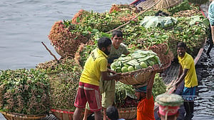 শীতের আগাম সবজি