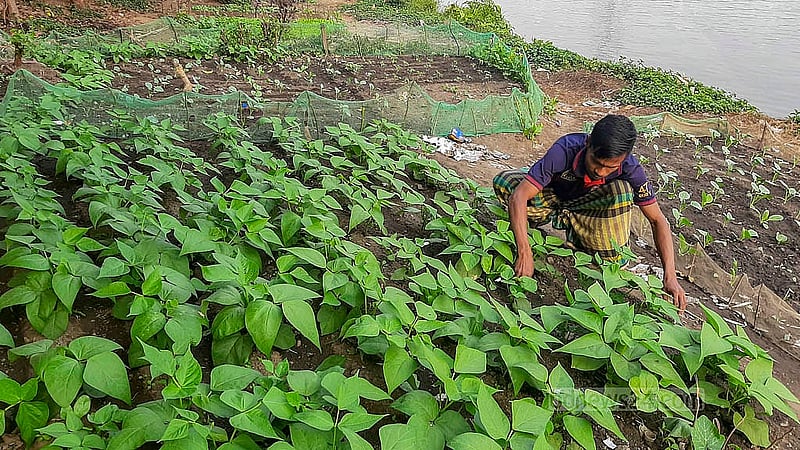 হাতিরঝিল লেকপাড়ে চাষ করা হয়েছে উচ্চফলনশীল ফ্রেঞ্চ বিন বা ফরাস শিম। প্রতিটি গাছের ছড়ায় ২৫-৩০টি লম্বাটে আকারের শিম ধরে