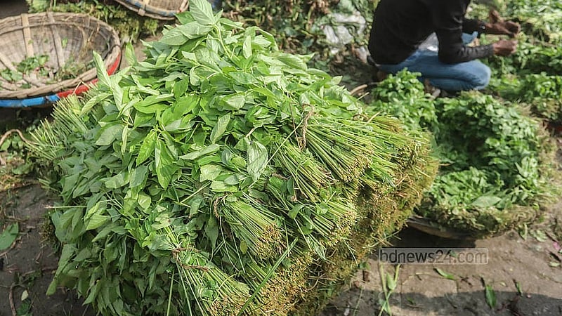 শীতকালীন বিভিন্ন শাক ঢাকার শ্যামবাজারে পাইকারিতে সাত থেকে ৩০ টাকা আঁটিতে বিক্রি হচ্ছে
