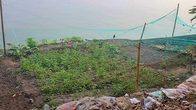 হাতিরঝিলের এসব সবজি ক্ষেত যেন পাখি নষ্ট করতে না পারে, সেজন্য ক্ষেতের ওপর দেওয়া হয়েছে নেট